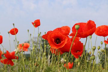 Des coquelicots dans le champ un jour d'été sur Henk Hulshof