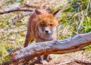 Fox cub by WeVaFotografie