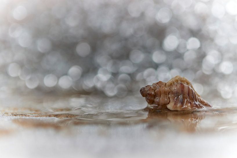 Shell dans son environnement par Monique Visser