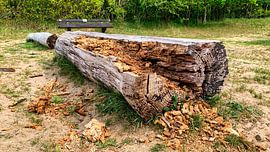 verfaulter Baumstamm