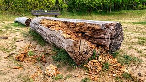 decayed tree trunk