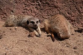 Relaxing meerkats by Bob Mans