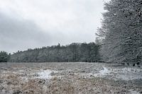 Neige sur la Veluwe