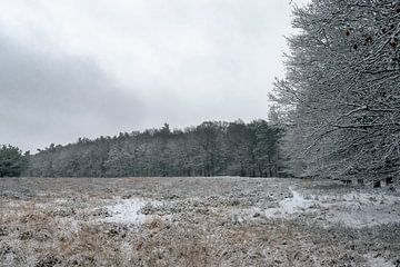 Sneeuw op de Veluwe van Hans Hebbink