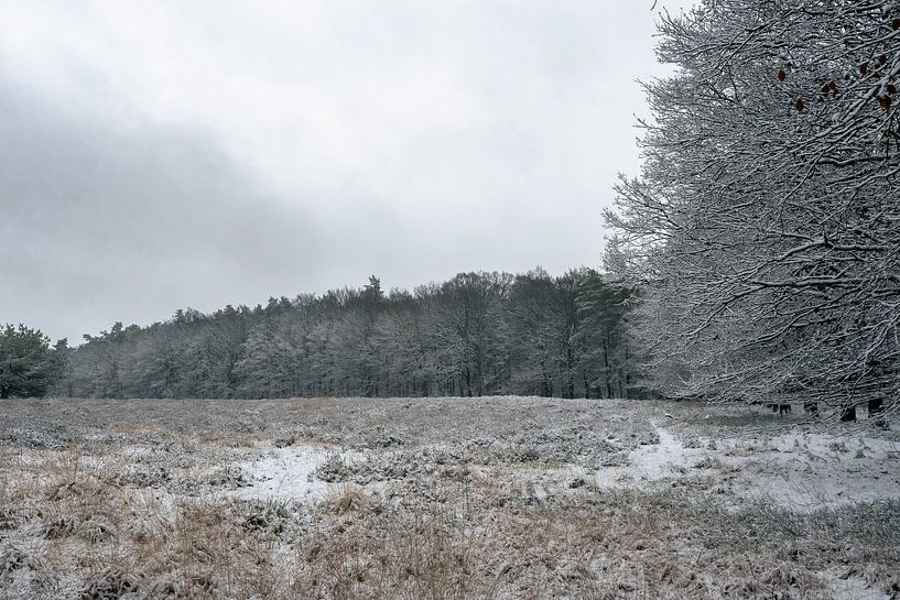 Neige sur la Veluwe par Hans Hebbink