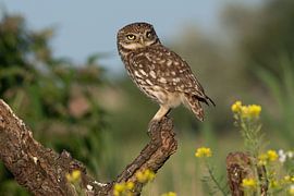 Little owl by Tessy De pelsmaeker