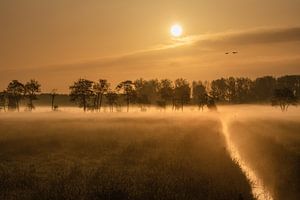Ein früher Morgen mit Nebel in der Betuwe