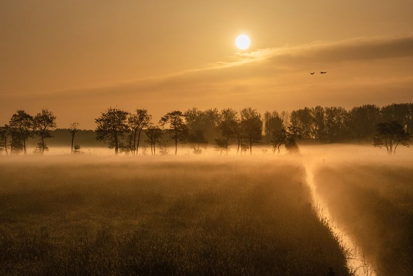 Een vroege ochtend met mist in de Betuwe van Anges van der Logt