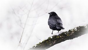 Raven op de uitkijk van Larsphotografie