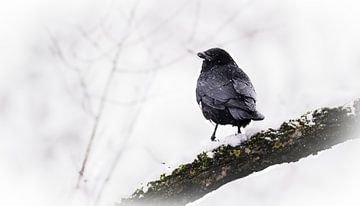 Corbeau à l'affût sur Larsphotografie