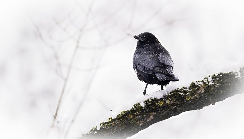 Raven on the lookout by Larsphotografie