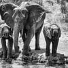 Trinkende Elefanten in der afrikanischen Steppe von 2BHAPPY4EVER.com photography & digital art