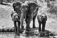 Drinkende olifanten op de Afrikaanse vlaktes (zwart wit) van 2BHAPPY4EVER.com photography & digital art thumbnail