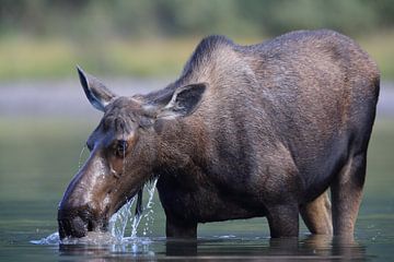 Moose cow eating water plants in Lake Glacier National Park in Montana, USA by Frank Fichtmüller