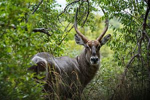 Wasserbock in der Wildnis Afrikas