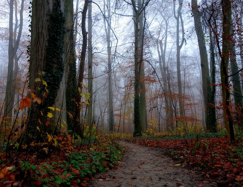 Herfst in proces by Pieter Heymeijer