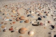Shells on the beach Zeeland by MSP Canvas thumbnail