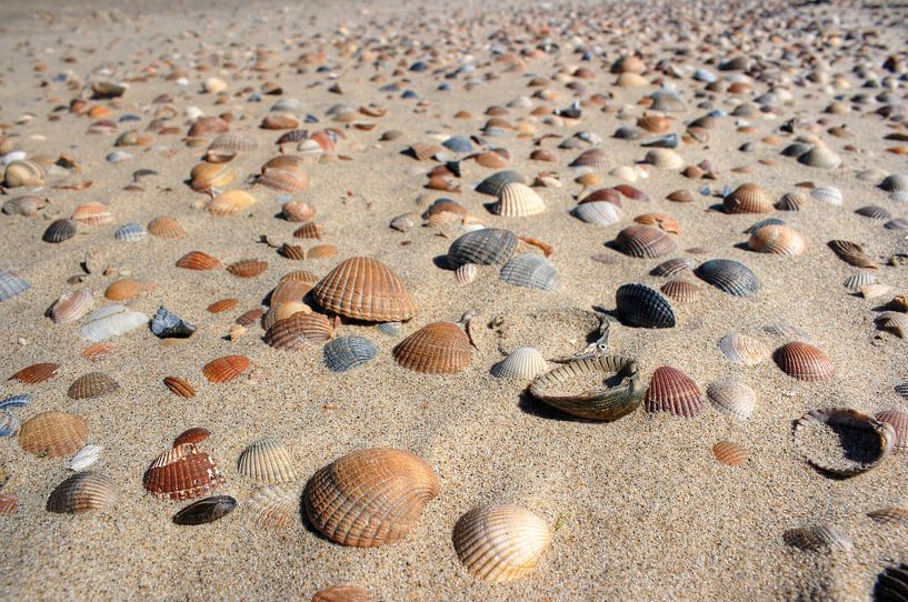 Shells on the beach Zeeland by MSP Canvas