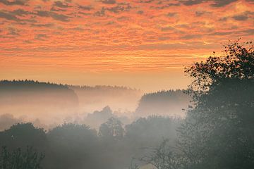 Boom in een weiland in de mist bij zonsopgang van Martin Köbsch