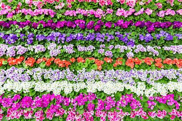 Horizontal rows of various colored flowers by Ben Schonewille