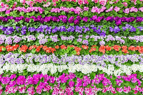 Horizontal rows of various colored flowers