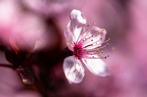 Prunusbloesem piepend door de bladeren