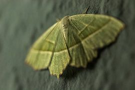 mites sur Dirk Stöckle