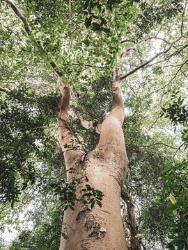 Wandeling in het bos van Budongo Forest Oeganda van Photolovers reisfotografie