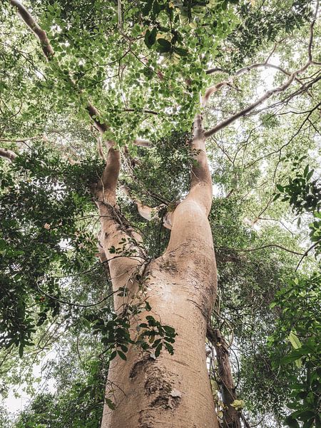 Spaziergang im Wald von Budongo Forest Uganda von Photolovers reisfotografie