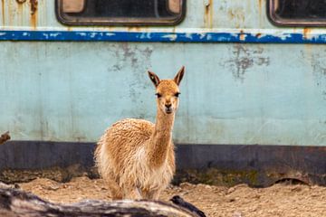 Een Vicuña in Wildlands van Ralf Bankert