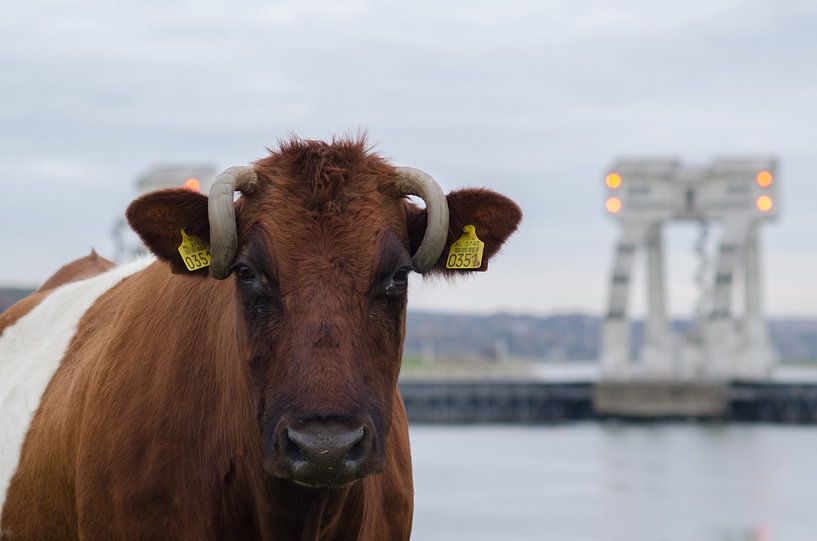 Lakenvelder koe met Drielse stuw. by Jelle Eisma