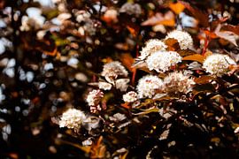 The meadowsweet