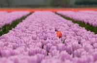 Eenzame tulp