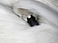 Dormant Swan