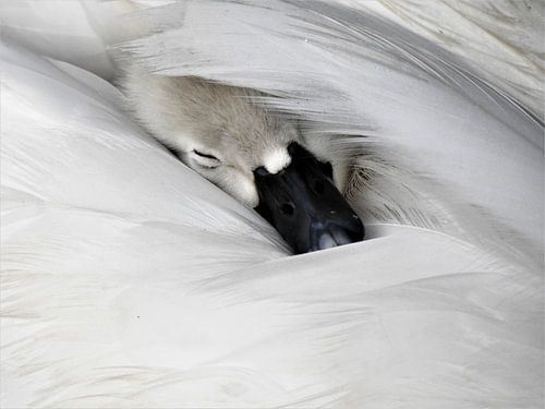 Dormant Swan