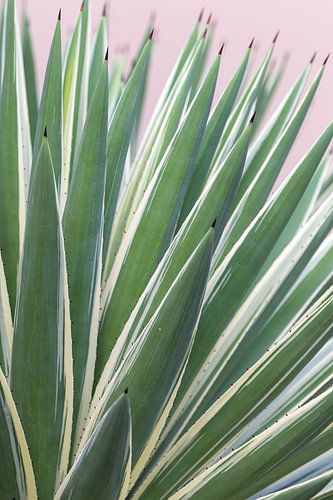 Stylish agave plant