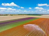 Tulpen in een veld besproeid door een landbouwsproeier tijdens de lente van Sjoerd van der Wal Fotografie thumbnail