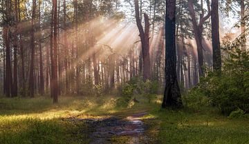 zonnige ochtend in het bos van Mykhailo Sherman