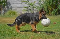Herdershond (puppy) die een voetbal draagt van Babetts Bildergalerie thumbnail