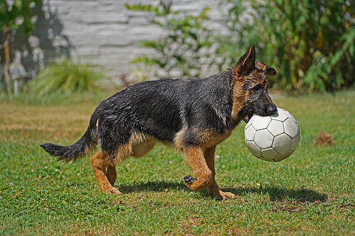 Herdershond (puppy) die een voetbal draagt