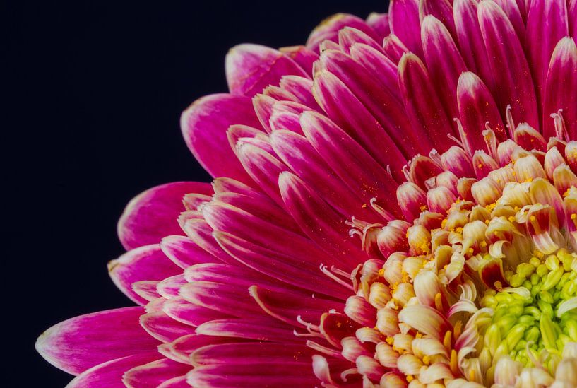 Kleurrijke gerbera par Dirk Jan Kralt