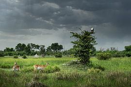 African fish eagle and red lechwe in Moremi Game Reserve by Paula Romein