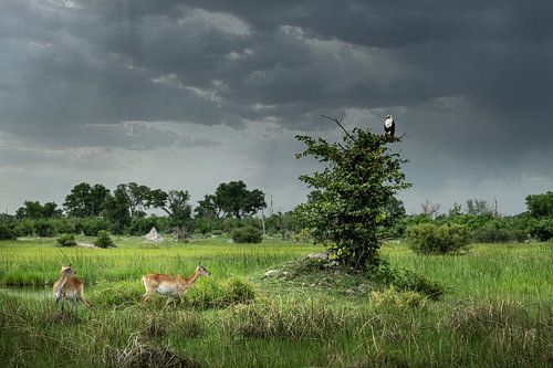 Aigle pêcheur africain et lechwe rouge dans la réserve de Moremi
