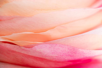 Pink harmony ( close-up van bloemblaadjes in verschillende rozetinten)