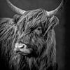 Schottische Highlander-Kuh in dramatischem Schwarz-Weiß von Marjolein van Middelkoop