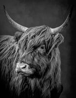 Scottish Highlander cow in dramatic black and white