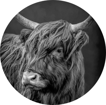 Schotse Hooglander koe in dramatisch zwart-wit van Marjolein van Middelkoop
