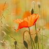 Un coquelicot par une chaude journée d'été sur Erna Böhre