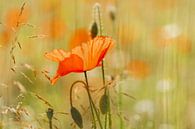 Un coquelicot par une chaude journée d'été par Erna Böhre Aperçu