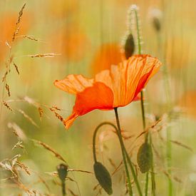 Un coquelicot par une chaude journée d'été sur Erna Böhre